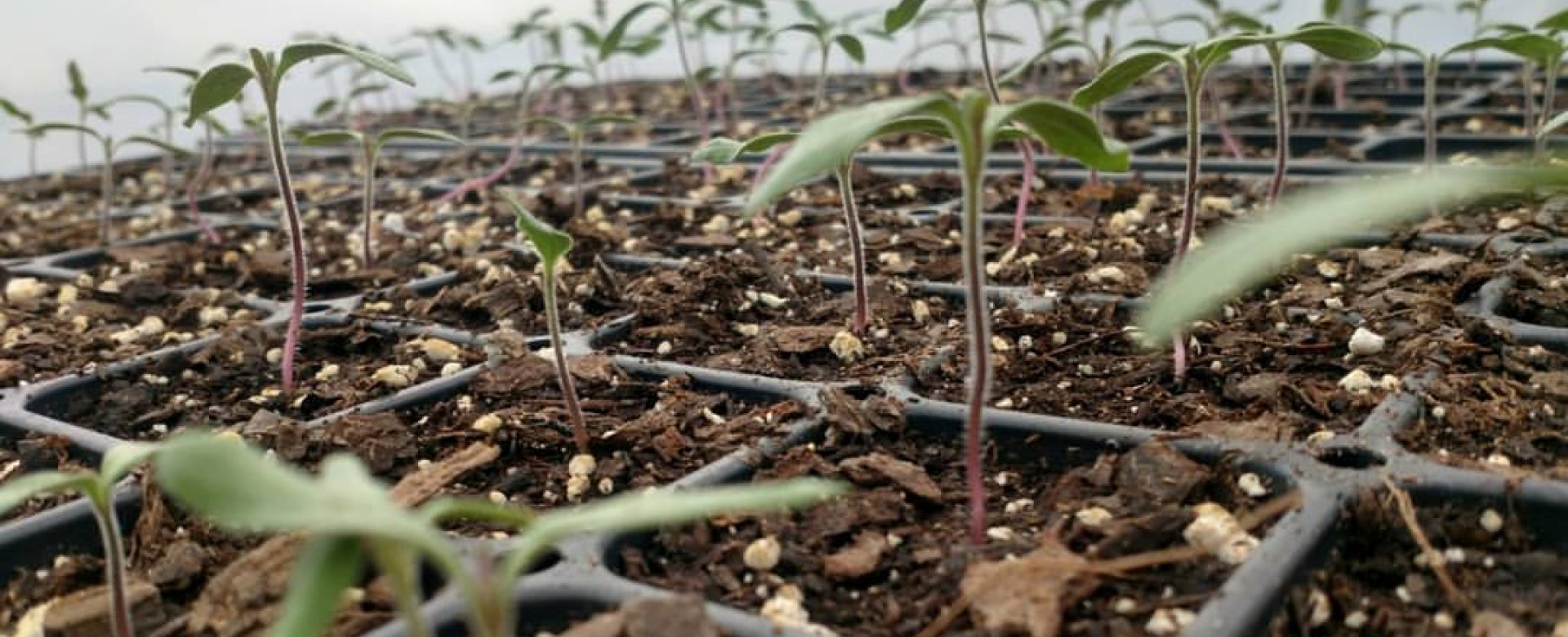 Tomato Sprouts