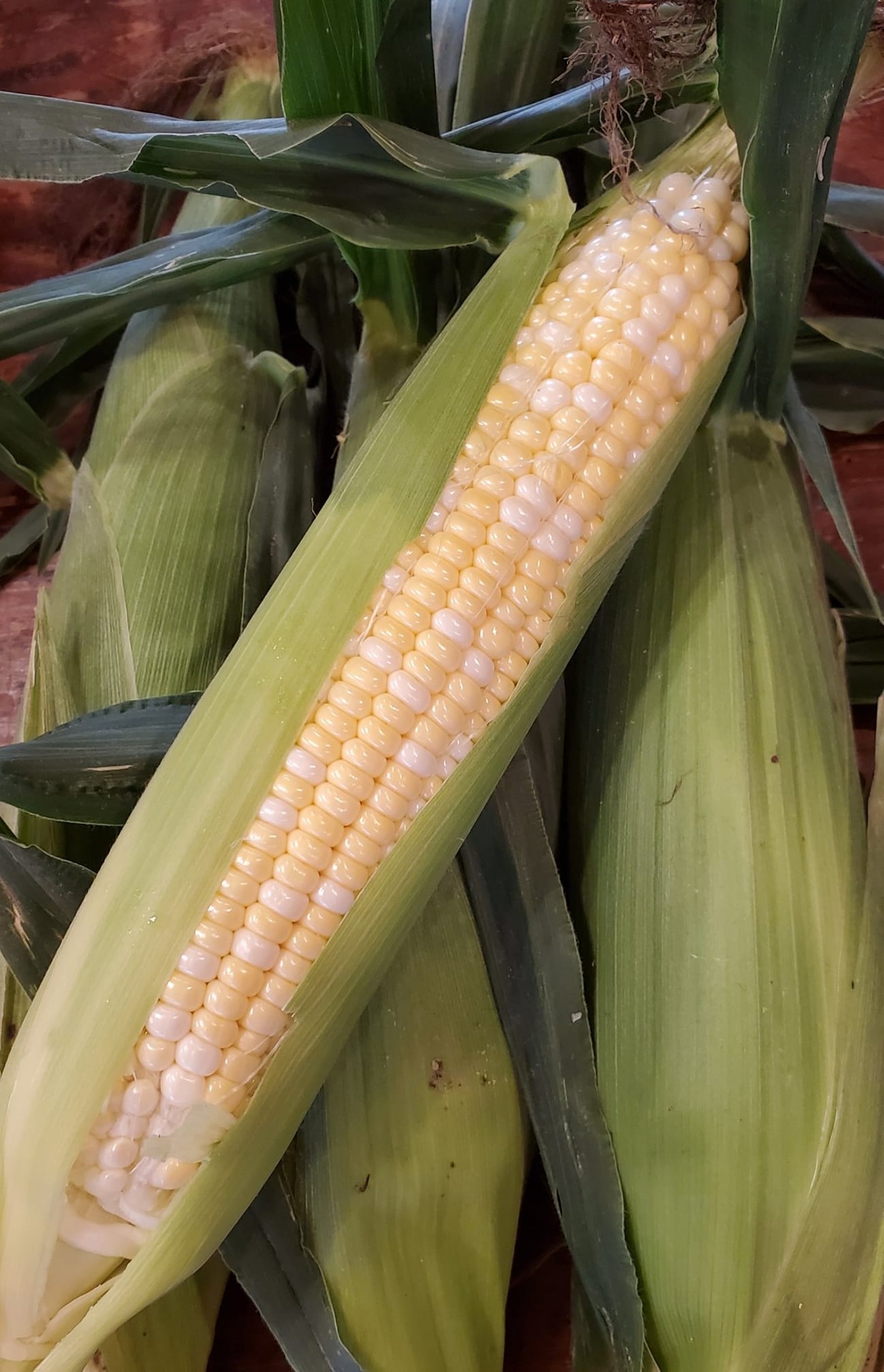 Bi-Color Sweet Corn