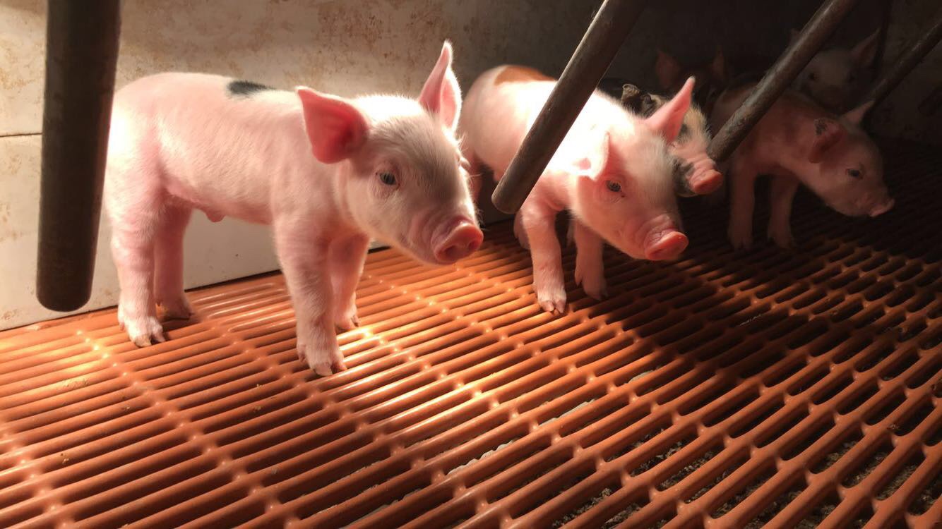 piglets